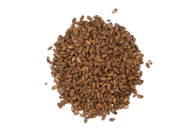 Carawheat