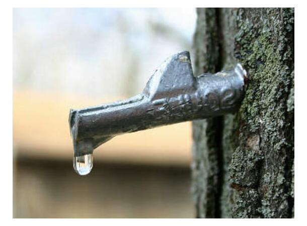 Savtapp för tappning av björksav