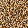 Torrefied Wheat - 1 kg hel Simpsons Malt - 2.5 - 5.0 EBC