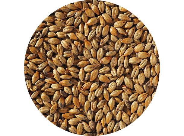 Amber malt Crisp