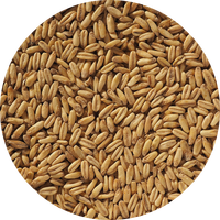 Crisp Naked Malted Oats - 25 kg 2-8 EBC, helsäck