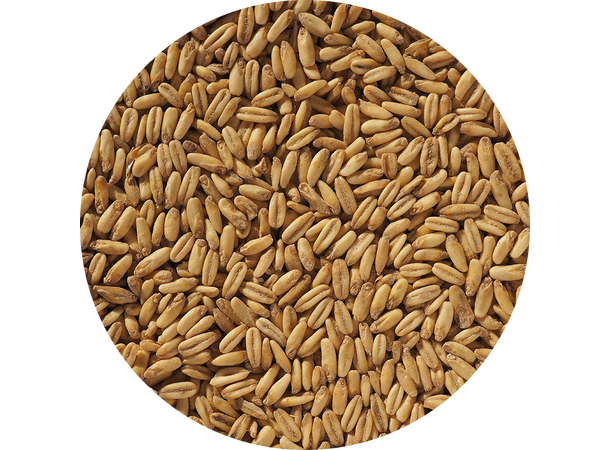 Crisp Naked Malted Oats - 25 kg