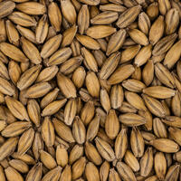 Chit Malt - 1 kg hel Simpsons Malt - Max. 3.5 °EBC